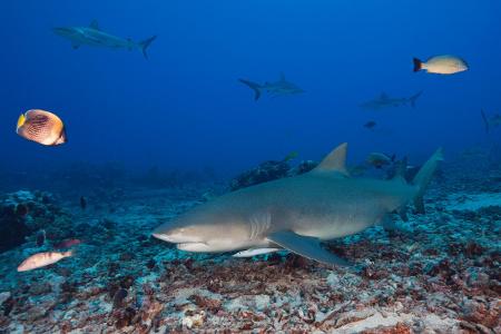 Sichelflossen-Zitronenhai, Negaprion acutidens, Moorea, Fran...