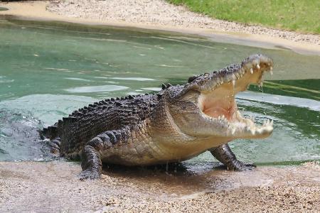 Krokodil 2 getty.jpg