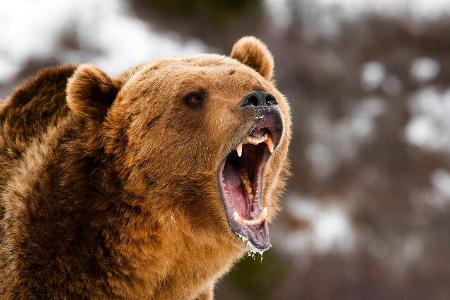 Braunbär 3 getty.jpg