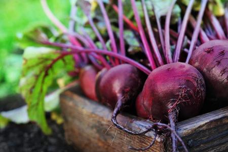 Ob roh oder gekocht: Die vielen Vitamine und Mineralstoffe der Roten Bete unterstützen wichtige Körperfunktionen und unterst...