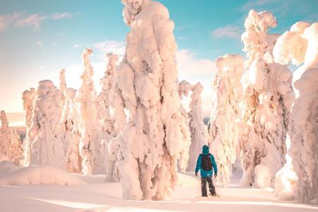 Fast unwirklich erscheint die Natur im verschneiten Lappland (Finnland). Eingefrorene Bäume und unberührter Schnee soweit da...