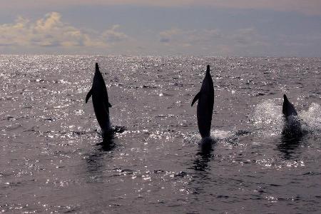 Verspielt und häufiger Begleiter von Schiffen und Booten: Delfine