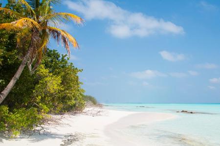 Die Malediven sind für viele der Inbegriff des Paradieses. Palmen gepaart mit weißem Sandstrand gibt es beispielsweise am Fu...