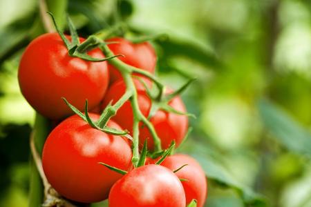 100 Gramm Tomaten enthalten gerade Mal 18 Kilokalorien. Zudem liefern sie signifikante Mengen Vitamin C und Magnesium.