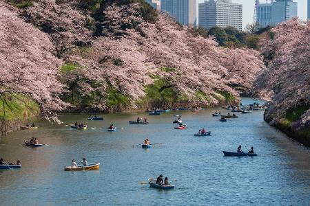 Zarte rosa Wölkchen scheinen beim Hanami-Fest durch ganz Japan zu schweben. Nicht nur die Einheimischen erwarten alljährlich...