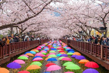 Auf der koreanischen Insel Jejudo erblühen die Kirschblüten meist zuerst. Das Königskirschblüten-Festival ist normalerweise ...