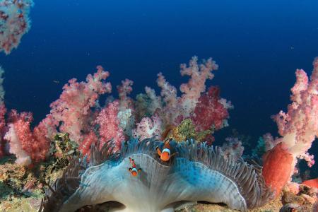 Auch das Great Barrier Reef in Australien könnte es nicht mehr lange geben. Durch die Erderwärmung und Wasserverschmutzung s...