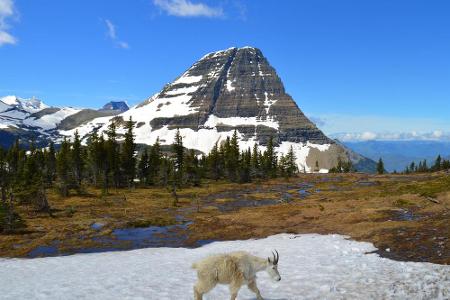 Im Glacier National Park im Hochgebirge der Rocky Mountains im Norden des US-Bundesstaats Montana gab es einst 150 Gletscher...