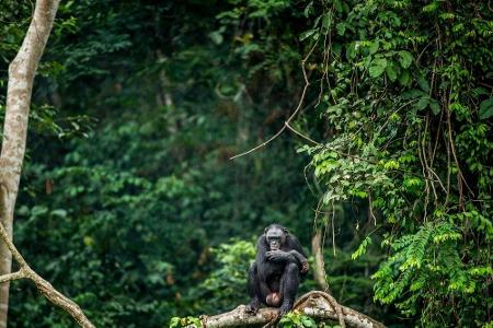 Rodungen und der Bergbau zerstören die einzigartige Natur des Kongobeckens in Afrika immer weiter. Wenn die Regierung keine ...