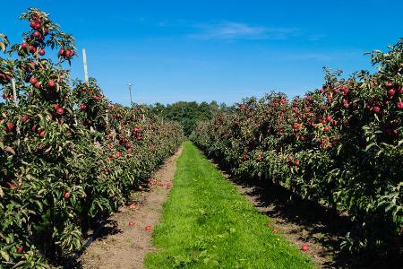 Vor allem Äpfel werden im Alten Land angebaut