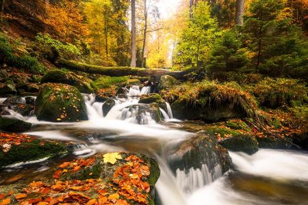 In schönen Farben präsentiert sich auch der Laubwald im Harz. Auf dem zwölf Kilometer langen Heinrich-Heine-Weg tauchen Urla...