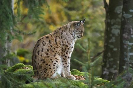 Wir bleiben im Freistaat und werfen einen Blick auf den Bayerischen Wald, wo der Luchs zu Hause ist. Unwahrscheinlich, dass ...