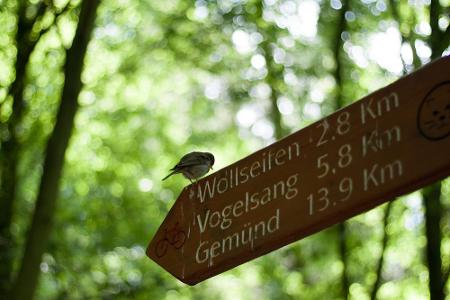 Das Rotkehlchen im Nationalpark Eifel weiß, wo's langgeht. Wer mag, kann Ranger auf Touren begleiten und sich mehr über die ...