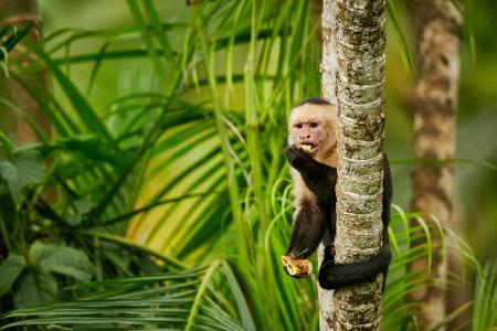 Costa Rica steht vor allem wegen seiner Fortschritte im Umweltschutz auf dieser Liste. Das von Regenwäldern durchzogene Land...