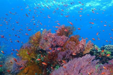 Ein Paradies ist die Südseeinsel Palau. Hier kommen vor allem Taucher auf ihre Kosten: Die beeindruckende Unterwasserwelt ge...
