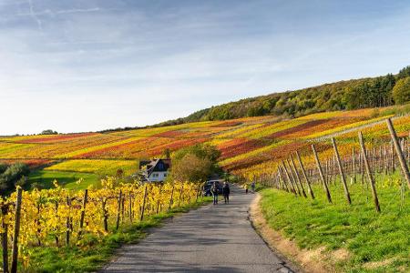 Der Fränkische Rotweinwanderweg schlängelt sich einmal im Maintal durch das Rotwein-Anbaugebiet hindurch. Die Route ist 79 K...