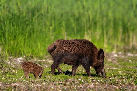 Der 57 Kilometer lange Donauberglandweg führt in vier Etappen vom Lemberg bis zum Kloster Beuron. Der Weg schlängelt sich du...