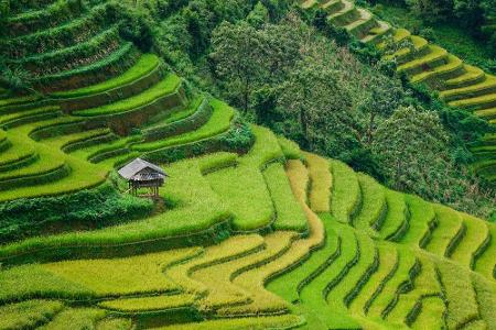 In einem saftigen Grün erstrahlen die Reisfelder in der Bergregion Sapa in Vietnam. Im Norden des Landes erstrecken sich die...