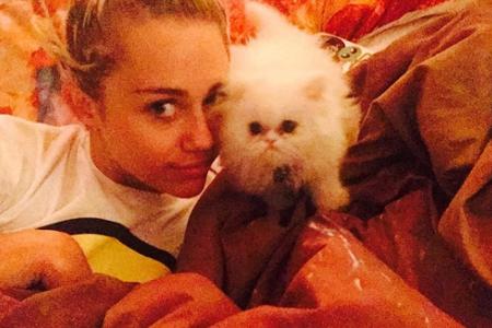 Miley Cyrus' Kätzchen Shanti Om Bb hat wie Ed Sheerans Lieblinge einen eigenen Instagram-Account. Die Sängerin hat noch weit...