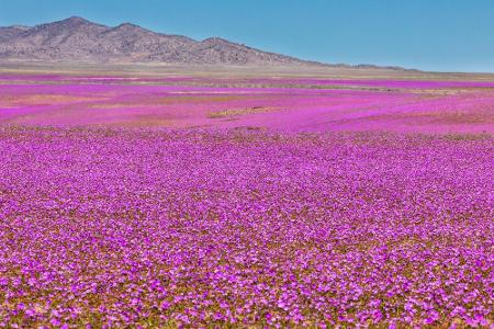Das sieht nicht unbedingt nach der trockensten Wüste der Welt aus, oder? Fällt in der Atacama doch einmal Regen, verwandelt ...