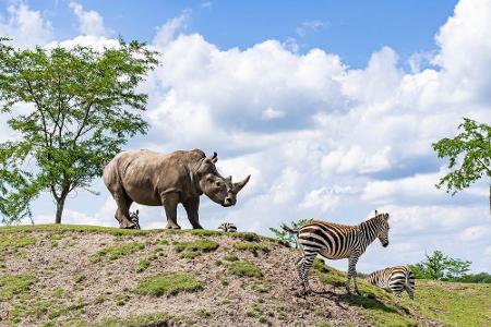 Eine Safari in Holland? Im Burgers' Zoo ist genau das möglich! Zu Fuß läuft man durch den Wildpark und kann Nashörner, Zebra...