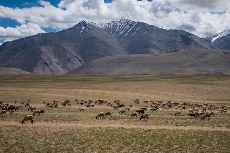 Zurück nach Asien, genauer gesagt nach Tibet. Die weiten Steppen im Nordwesten heißen Changtang. Bis auf wenige Nomaden lebe...