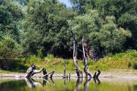 Im Osten Kroatiens an der Grenze zu Serbien liegt der Naturpark Kopacki rit. Es ist eines der größten Sumpfgebiete Europas, ...