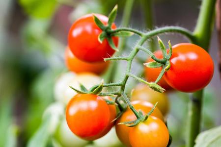 Ein Klassiker sind die Tomaten. Doch damit sie knallrot und saftig werden, sollten sie nicht in der Nähe von Kartoffeln, Gur...
