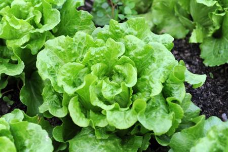 Kopfsalat verträgt sich fast mit jedem, ausgenommen Petersilie, Sellerie und Kohlarten. Der Kopfsalat sollte neben Dill, Erb...