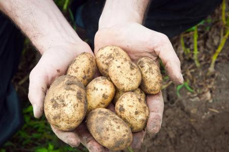 Kartoffeln verstehen sich bestens mit dicken Bohnen, Kohlrabi, Spinat, Kürbis und Knoblauch. Neben Erbsen, Gurken, Kohl, Tom...