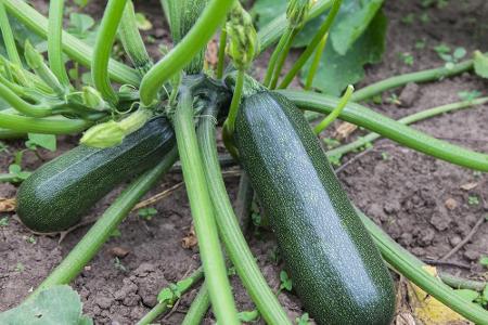 Zucchini ist das umgänglichste Gemüse. Schlechte Nachbarn für die Zucchini gibt es nicht. Die besten Nachbarn sind Lauch, Zw...