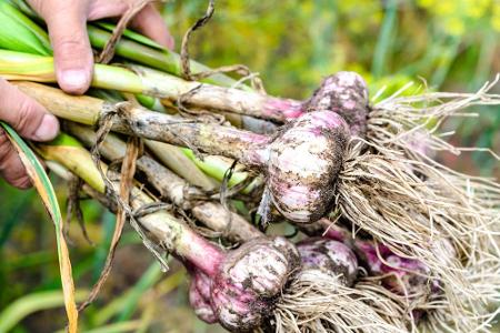 Auch Knoblauch ist nicht besonders wählerisch. Außer mit Stangenbohnen, Erbsen und Kohlgewächsen kann sich die Knolle mit al...