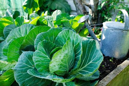 Die einzigen Gemüsesorten, mit denen Kohlarten nicht warm werden, sind Zwiebeln und Knoblauch. Die ideale Umgebung für Kohl ...