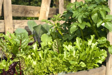 Abwechslung im Gemüsebeet hält die Pflanzen gesund, weil sie sich die Nährstoffe im Boden teilen und gegenseitig begünstigen...