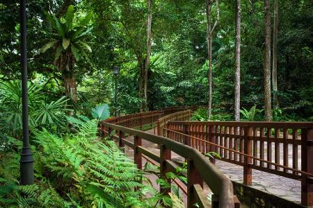 Das Bukit Timah Nature Reserve in Singapur ist nur 1,64 Quadratkilometer groß, bietet aber einen der fruchtbarsten Böden des...
