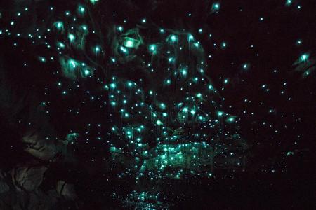 Schon wieder eine Light-Show! In der Glühwürmchen-Höhle von Waitomo, Neuseeland. Die Pilzmücke besitzt die Fähigkeit, türkis...