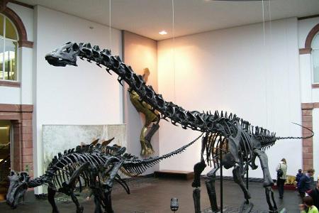 Viele spannende Museen in Frankfurt am Main wie das Naturmuseum Senckenberg oder das EXPERIMINTA ScienceCenter sorgen für Sp...