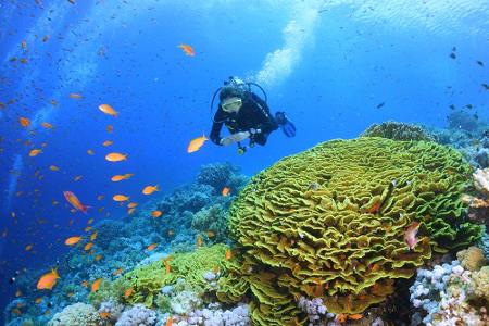 Das Rote Meer hat spektakuläre Tauchspots zu bieten. An der Südspitze der Sinai-Halbinsel liegen einige der besten Plätze we...