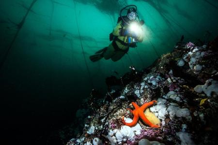 An der Küste von British Columbia in Kanada leben bis zu drei Meter große Riesenkraken in Wäldern aus Tang, die einen unglau...