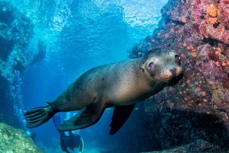 Die Galapagosinseln sind ebenfalls ein Traum für alle Tauchfreunde. Vor allem die Inseln Wolf und Darwin bieten eine grandio...