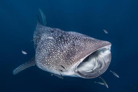 Australien wartet ebenfalls mit großer Vielfalt auf. Das Land hat neben dem Great Barrier Reef mehrere fantastische Tauchspo...