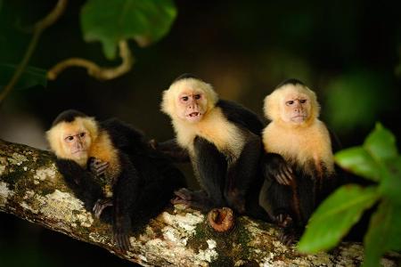 Etwa 27 Prozent der Landesfläche von Costa Rica stehen unter Naturschutz. Es gibt insgesamt 26 Nationalparks, in denen man A...