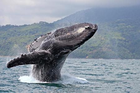 Wer schon immer mal einen echten Wal sehen wollte, sollte Costa Rica auf seine Liste schreiben. An der Pazifikküste liegt de...