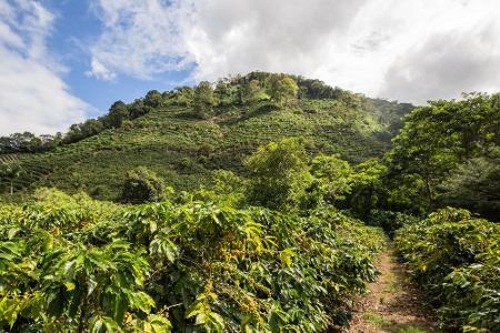 Auch der Besuch einer Kaffeeplantage gehört definitiv zu einer Costa-Rica-Reise dazu. Besonders beliebt sind die Touren am F...