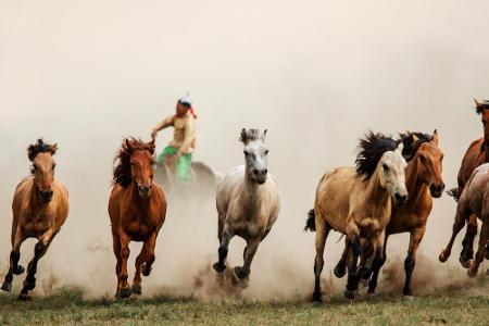 Pferde spielen in der Mongolei eine große Rolle, was auf die Eroberungszüge von Dschingis Khan zurückzuführen ist. Fast über...