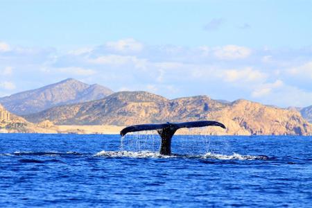 Ein absoluter Traum ist Cabo San Lucas. Auch Hollywood-Stars zieht es immer häufiger in das Paradies, wo sie es sich in den ...