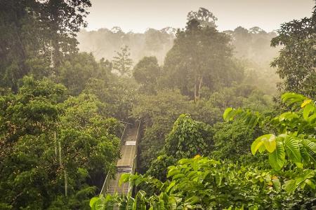 Westlich von Sulawesi befindet sich Borneo. Durch ihre einmalige Tier- und Pflanzenwelt ist die Insel weltweit bekannt. Die ...