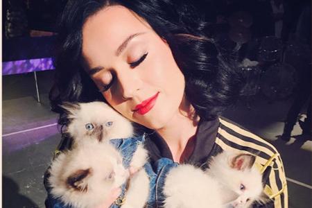 Auch Katy Perry ist ein absoluter Katzen-Fan. Ihre Liebe zu den flauschigen Vierbeinern ist so groß, dass eine Katze niemals...