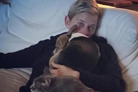 Während Ellen DeGeneres die Zuschauer ihrer Show zum Lachen bringt, wird die Komikerin selbst durch ihre Haustiere bei Laune...