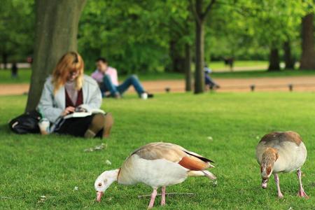 Große Parks wie der Hyde Park werden von den Einheimischen oft gemieden. Der Grund? Sie sind voller Touristen. Wer sehen wil...